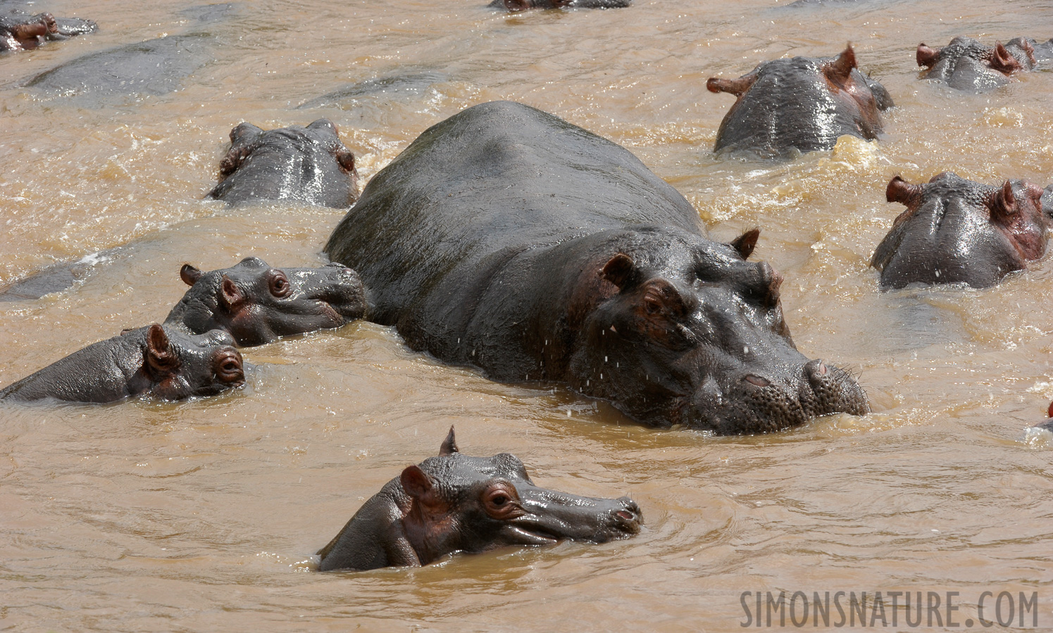 Hippopotamus amphibius amphibius [210 mm, 1/320 sec at f / 13, ISO 640]